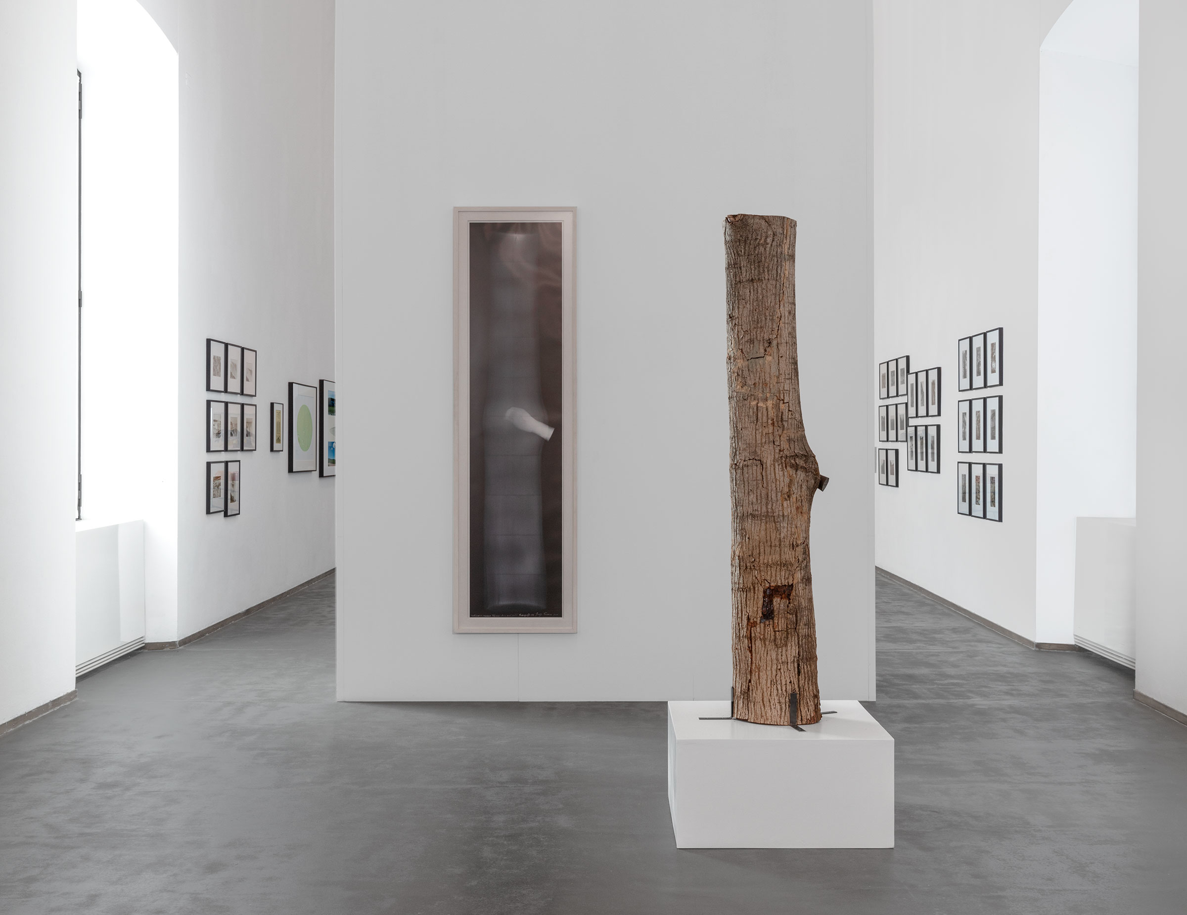 Giuseppe Penone, Continueru00e0 a crescere tranne che in quel punto - radiografia, 2010, Trattenere 24 anni di crescita (Continueru00e0 a crescere tranne che in quel punto), 1986-2010